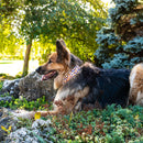 Sublime Adjustable Dog Collar Purple Orange Cubes